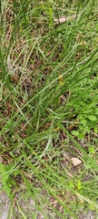 Cyperus rotundus