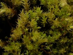 Aulacomnium palustre