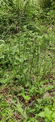 Cyperus rotundus