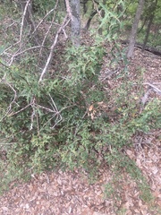 Berberis trifoliolata