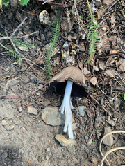 Coprinopsis atramentaria