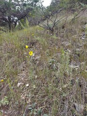 Helianthus occidentalis