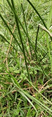 Cyperus rotundus