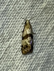 Phalonidia contractana