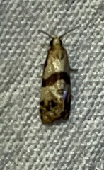 Phalonidia contractana