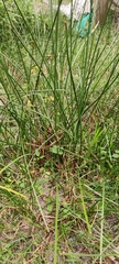 Cyperus rotundus
