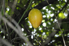 Cionosicys macranthus