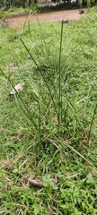 Cyperus rotundus