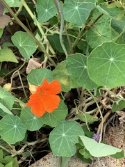 Tropaeolum majus