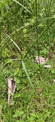 Cyperus rotundus