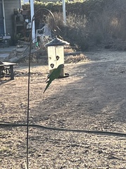 Thectocercus acuticaudatus