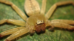 Olios