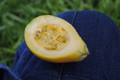 Cionosicys macranthus