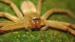Olios