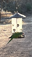 Thectocercus acuticaudatus