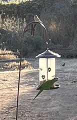 Thectocercus acuticaudatus