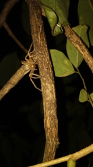Olios