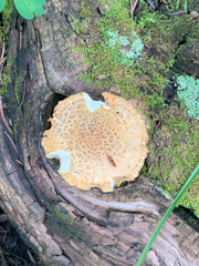 Pholiota