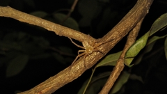 Olios
