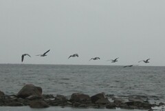 Branta leucopsis
