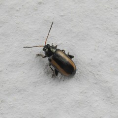 Phyllotreta