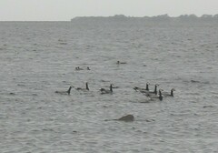 Branta leucopsis