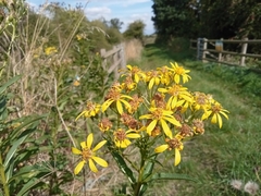 Senecio sarracenicus