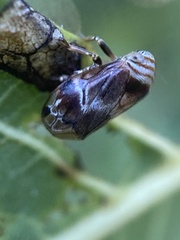 Clastoptera obtusa