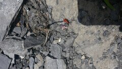 Spilostethus pandurus