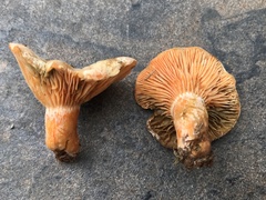 Lactarius salmoneus