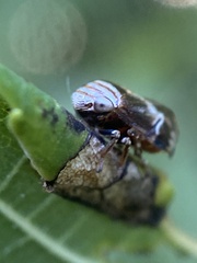 Clastoptera obtusa