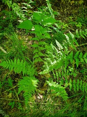 Dryopteris × boottii