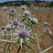 Delta Coyote-Thistle - Photo (c) randomtruth, some rights reserved (CC BY-NC-SA)