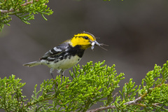 Setophaga chrysoparia