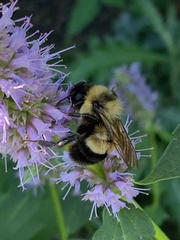 Bombus affinis