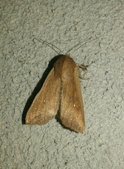 Mythimna albipuncta