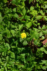 Potentilla indica