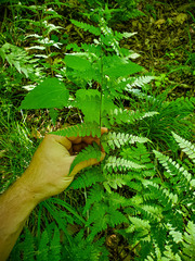Dryopteris × boottii