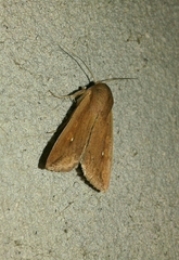 Mythimna albipuncta