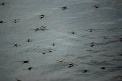 Aquarius adelaidis