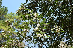 Magnolia maudiae