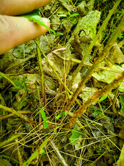 Dryopteris × boottii