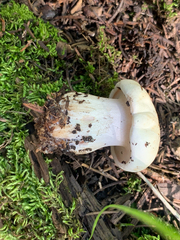 Hygrophorus chrysodon