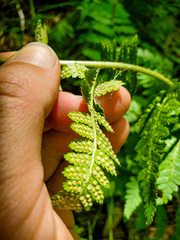 Dryopteris × boottii