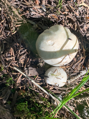 Hygrophorus chrysodon