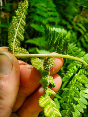 Dryopteris × boottii