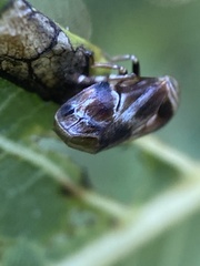 Clastoptera obtusa