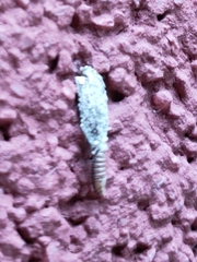 Tineinae