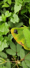 Ricaniidae