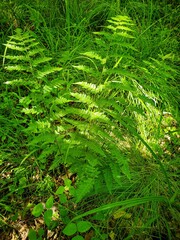Dryopteris × boottii
